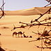 Touaregs