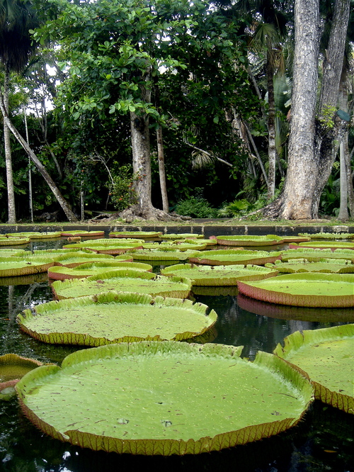 Plats à tarte